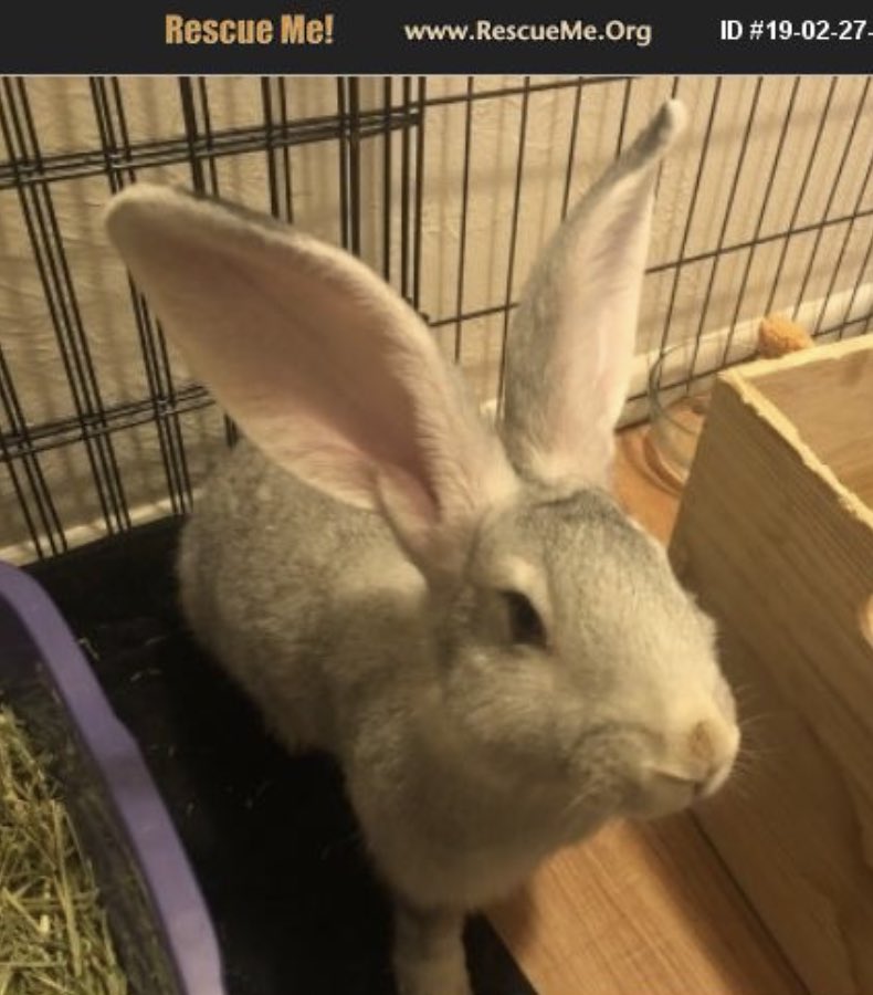 Guys😂 im adopting a Flemish giant rabbit😭🐇 isn’t she beautiful?! They can get up to like 20 lbs! I’m SO EXCITED to get her! The Mile Higher zoo grows to 8! 🙌🏼🐇