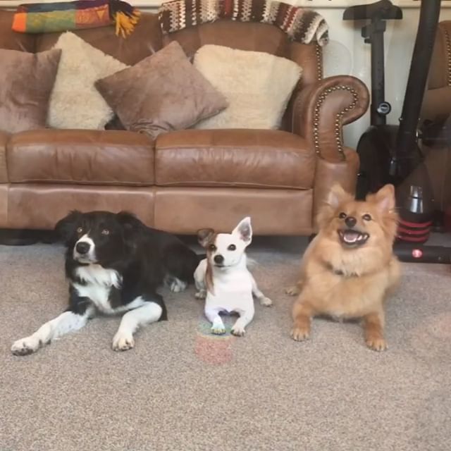 _MaritaDavies's tweet photo. How cute are these guys 😍 #cutedogs #maritadaviesagility #dogtricks #dogtricksofinstagram #tricksdog #dogtrick #dogtraining #dog #dogsofinstagram #dogstagram #dogsofinstaworld #doglovers #dogtrainingtips #dogtrainingisfun #dogtrainer #dogtrainers #ag… https://t.co/BsSPIyqyMX https://t.co/FtY60hHhAH