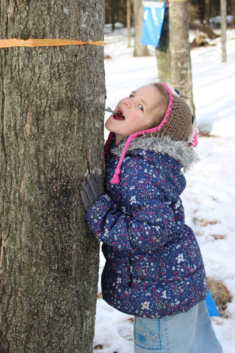EricHimelick's tweet photo. Getting it straight from the tree. #tasty #maplesyrup #FellowshipFarm #upperpeninsula https://t.co/LaUi9P4j7E