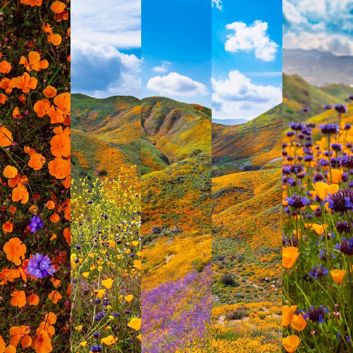TrevorEhlenbach's tweet image. Check out my floral photos from the #superbloom2019 @TrevorEhlenbach on instagram