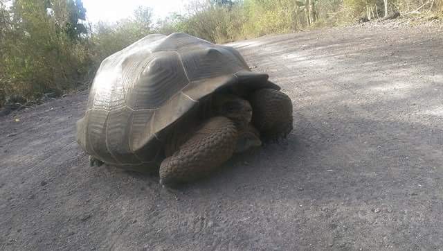 Geo24628917's tweet photo. #sunstes #galapagos #tortuga #galapagosislands #trekking #islaisabela #murodelaslagrimas #naturelovers #travelphotography #photooftheday #photo #geocalderon #guide289 #tourlider
All You Need Is Ecuador
Ecuador Ama La Vida
Saludos Cordiales https://t.co/UTOwiLmiAz