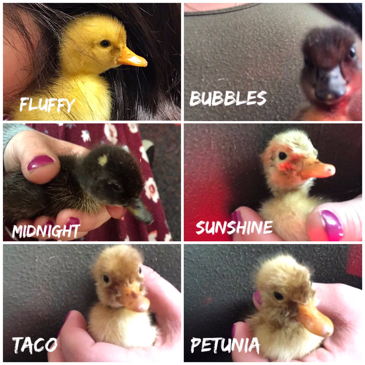 BellinoJillian's tweet photo. New class pets? Can we keep them?! @LisaOber68 https://t.co/ESZTCHhQf5