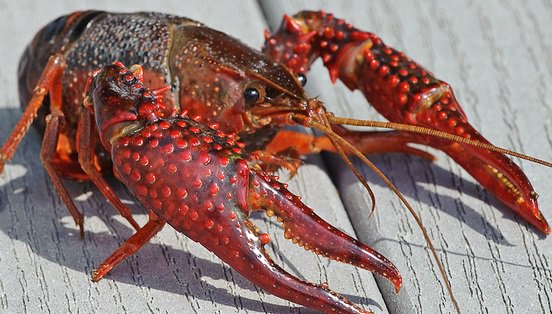 You are Invited to our 3rd Annual Crawfish Boil, April 4th at 5:00 pm. Join us for Good Times, Tasty Food, Local Craft Beer, and Live Music! 

#SanAntonio #LiveMusic #Crawfish #Cajun #SanAntonioEats