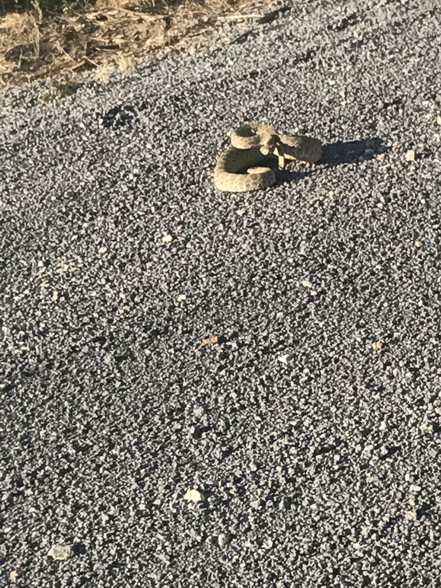 PuebloUps's tweet photo. Warmer temperatures present different hazards. Know your surroundings!! #keepyoureyesmoving @CraigBoothUPS @JohnToupal https://t.co/KSGwrXk0Bp