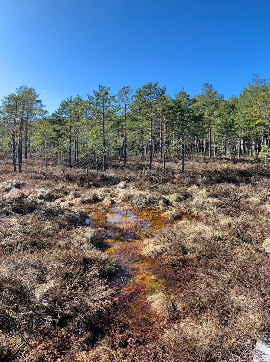 Gints_photo's tweet photo. Planču purva taka #plančupurvataka #aloja #staicele #march #photo #nature #photography #latvia #lv #latvijasskati #thisislatvia #landscape #latvianature #baltic #visitlatvia #ilovelatvia #visitbaltic #latviannature #alojasnovads #purvs https://t.co/fToudXCzYq