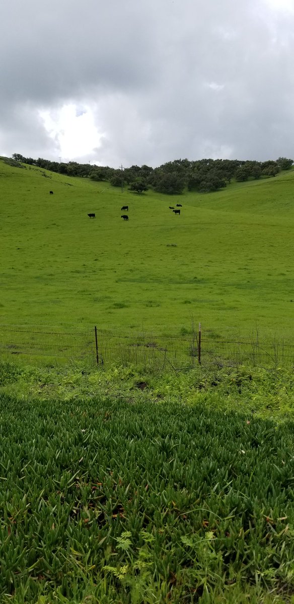 ReEntertain's tweet photo. I found the cows. https://t.co/aPIVoRywl3