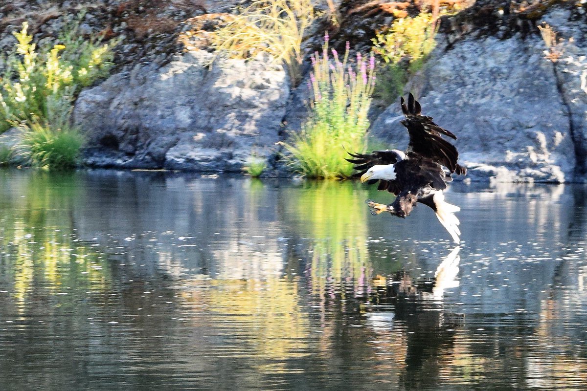 rogue_river's tweet photo. https://t.co/hHbRE3yutN
Multi-day fishing trip down the Rogue River Canyon = Great Memories
#rogueriver #traveloregon #makingmemories #fishinoregon https://t.co/EXcPXG2wMX