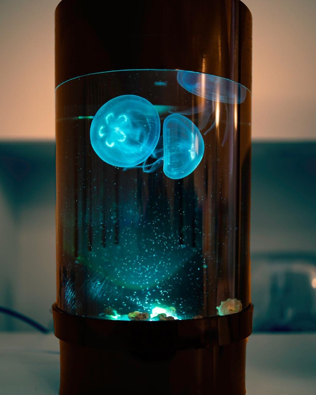 Jellyfish cylinder cheap nano