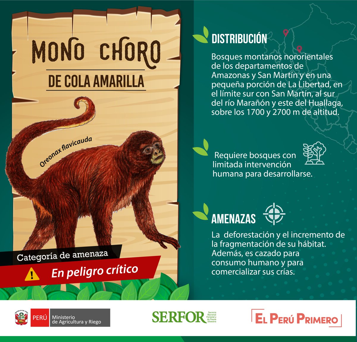 📣Una de las especies endémicas del Perú, el mono choro de cola  amarilla🐒es el protagonista de la nueva moneda de colección de la serie  numismática \, image size:1200x1148