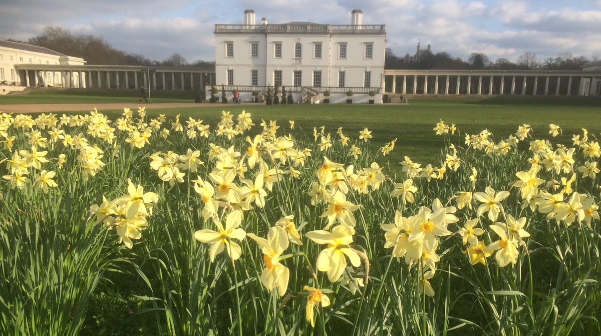 Narcissi @RMGreenwich #QueensHouse