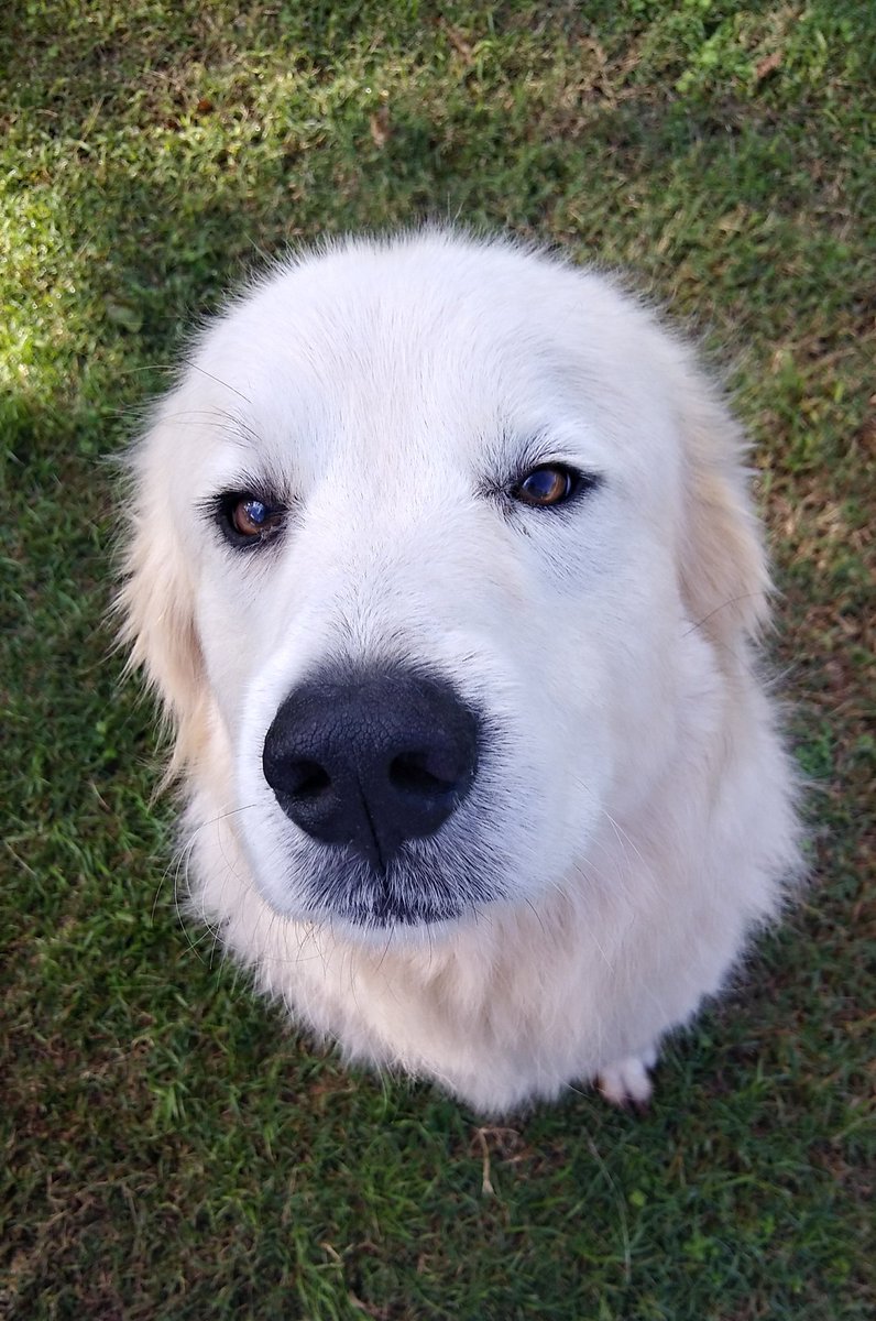 Zebra43908746's tweet photo. @dog_rates @Dumbo Big floofy https://t.co/hWGO2IyNBK