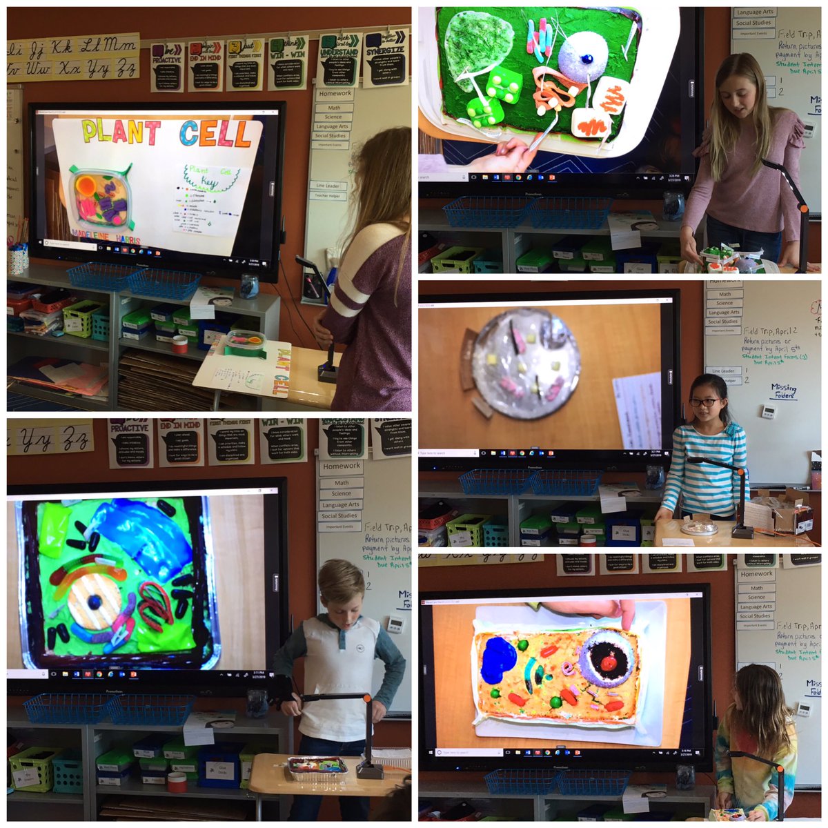 Plant and animal cell presentations kicked off today!