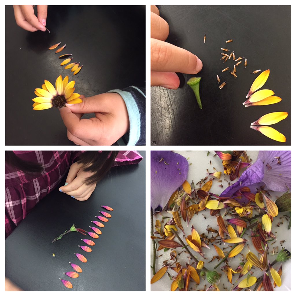 BVScienceNerd's tweet photo. 2nd Graders as clever engineers deconstructing flowers to figure out how they “work”...cool!@BuenaVistaWCSD @WCEFK12 #sciencerocks #wcefk12 #notjustpretty #beeapproved https://t.co/XfsIVNQKT4