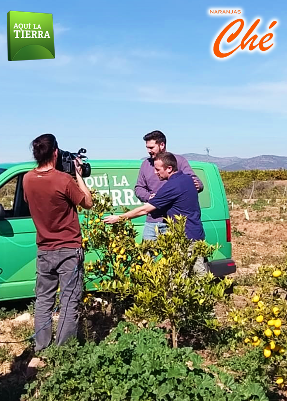 NaranjasChe's tweet photo. @aquilatierratve y el equipo de @NaranjasChe os cuentan todo lo que tienes que saber del #Kumquat, ¡el único cítrico que se come con piel! 

Descubre más en ➡ https://t.co/AGGPYr7wVN

#naranjasche #tv #tve #ecológico #bio https://t.co/N2whf39XUK