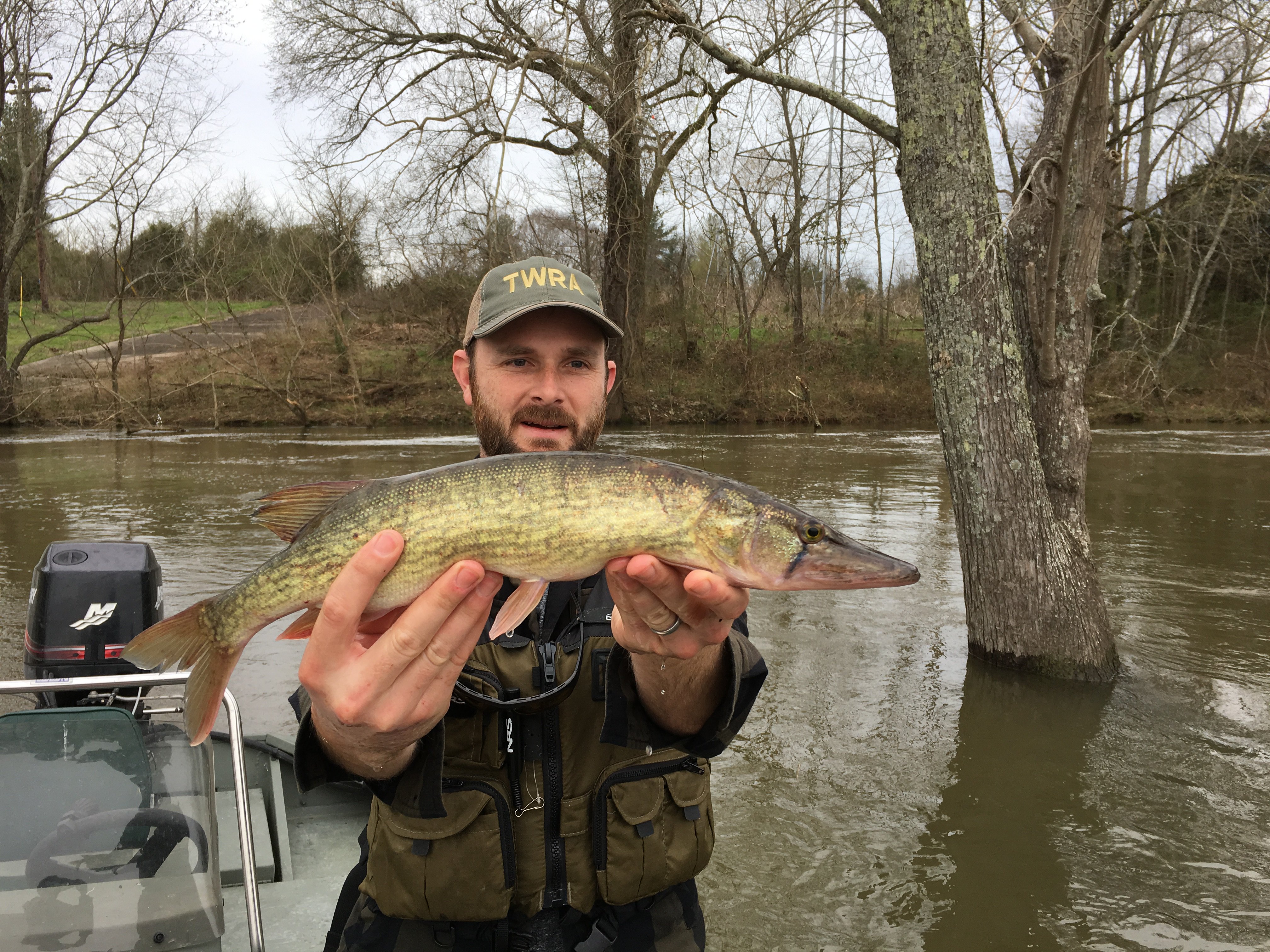 TWRA on X: A Chain Pickerel caught while sampling in Duck River near  Normandy Lake.18” long and weighed 1.5 lbs. Ooften mistakenly called gar or  pike. They are native to Tennessee and