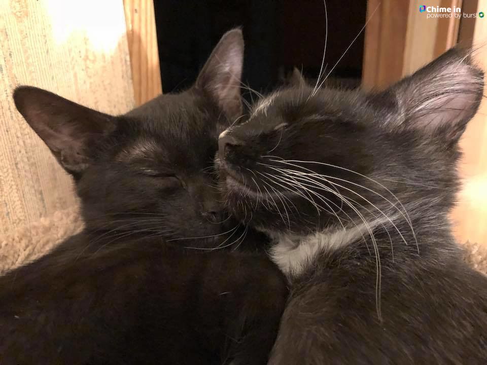 News4Reno's tweet photo. We interrupt your regularly scheduled programming for some kitty cuteness. Thanks to News 4 fan Caddie Dufurrena for sending in this day brightener. Send in your pet photos for a chance to be featured! #ForPetsSake https://t.co/TuV4bZOSwI https://t.co/JsEbuFoYTs