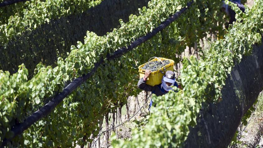 🍇✅ El fondo anticíclico para el vino marcha... 
❗️aunque algo a destiempo 
bit.ly/2WukiTX / via <a href="/mdzol/">MDZ Online</a>