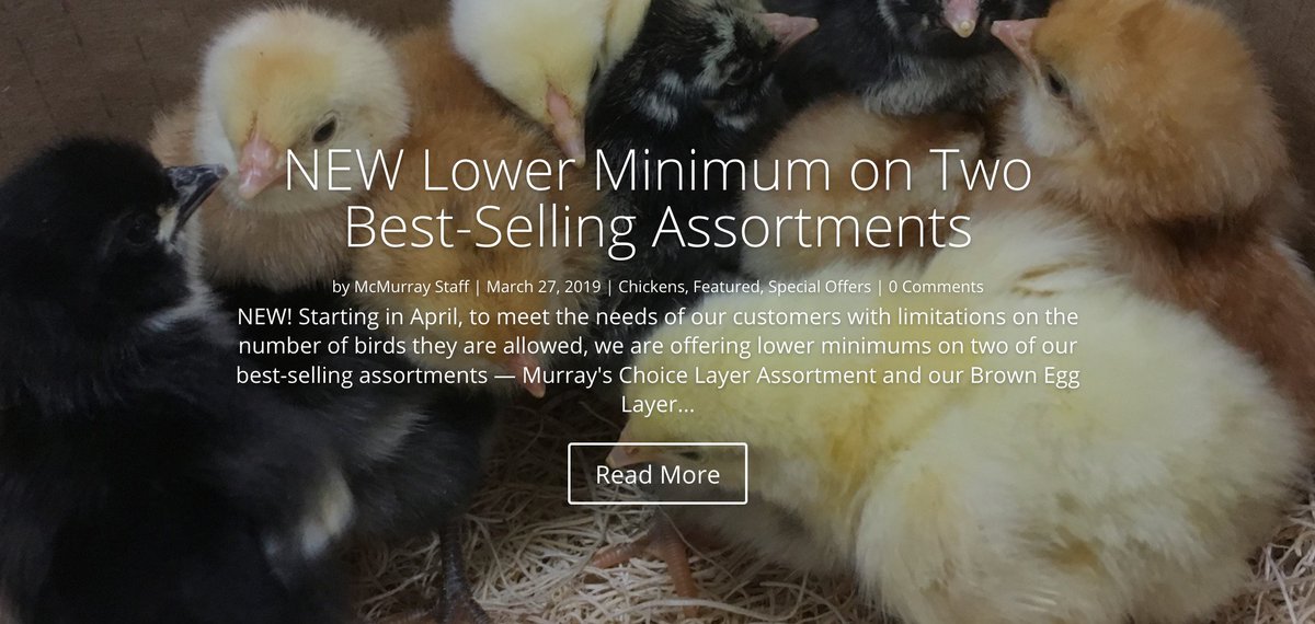 MurrayMcMurray's tweet photo. NEW LOWER MINIMUM orders available on two of our best-selling chick assortments. Order as few as 10 CHICKS in our Murray's Choice Layer or our Brown Egg Layer assortments. #allfemalechicks #backyardchicks https://t.co/NZijPeYEi0 https://t.co/3qmfH7SfsG
