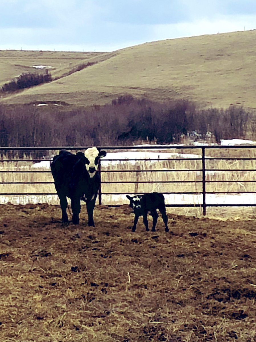lanebar_t's tweet photo. Heifer pen warning shot..... four days early. Looks like we have started. #ranchin #soMuch4Sleep #44toGo https://t.co/CfrN3KO1mT