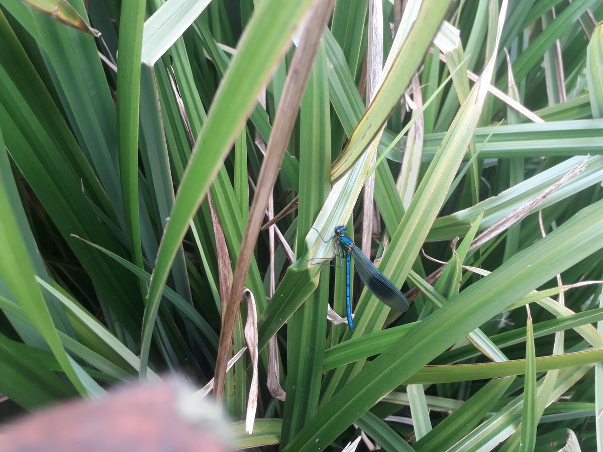 Frist Banded Demoiselle of the season seen <a href="/MordenHallPkNT/">Morden Hall Park NT</a> today, just so early! Well spotted <a href="/MHPNTranger/">NT MHP Estate Ranger</a>! <a href="/BDSdragonflies/">British Dragonfly Society</a>
