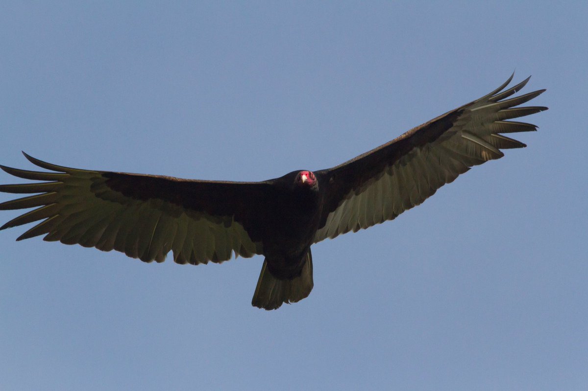 Ryan Bourbour Ø¯Ø± ØªÙˆÛŒÛŒØªØ± Turkey Vultures Circling Checking In On Me Making Sure I M Ok Vulturelove Lakeberryessa