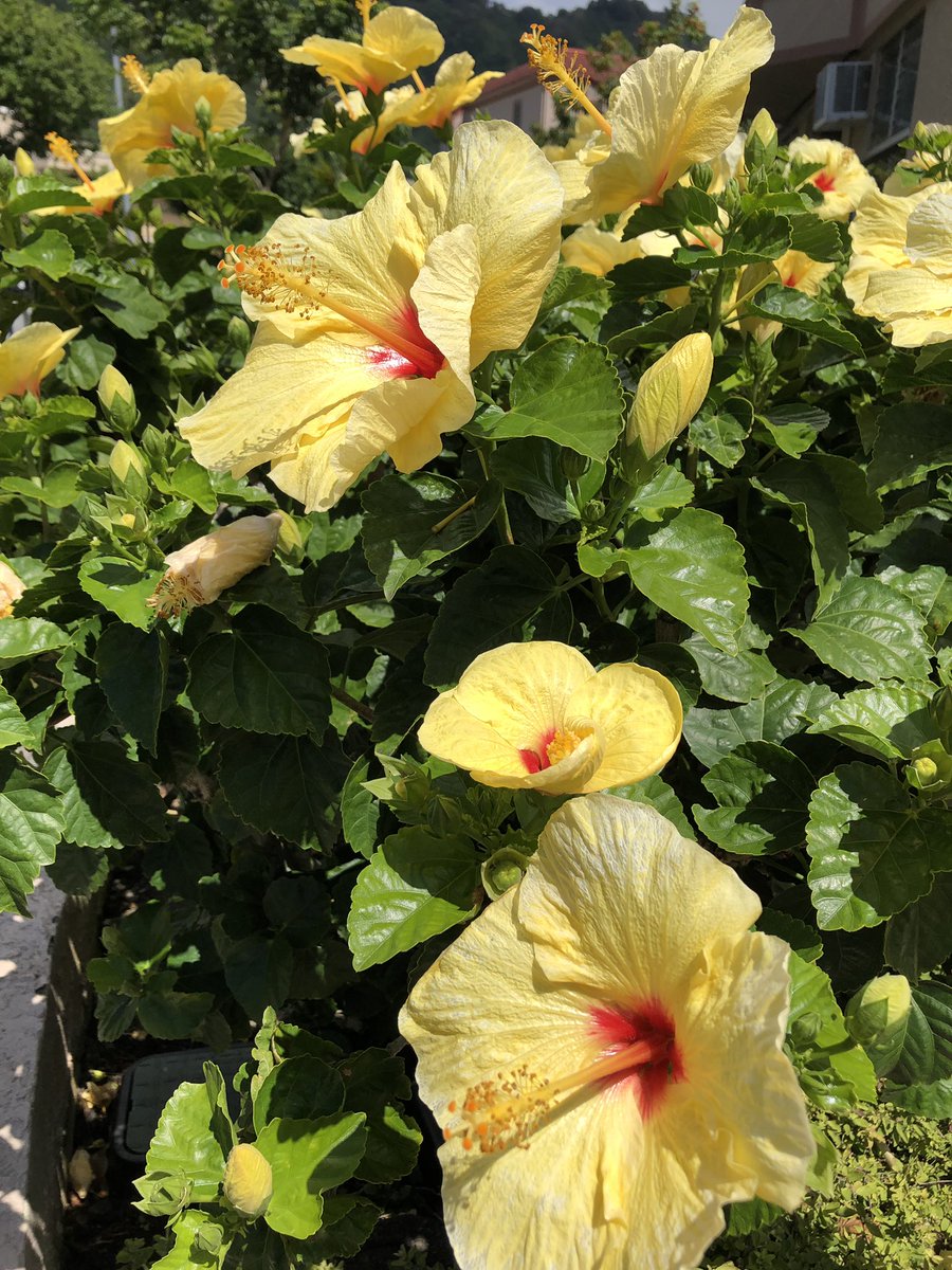 胸に咲いた黄色い花