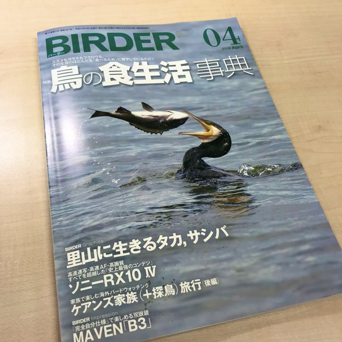 BIRDER4月号の連載「バイオロギング 」にてイラストを描いています。今月は、飛ぶ練習をする巣立ち前の雛について紹介しています。 