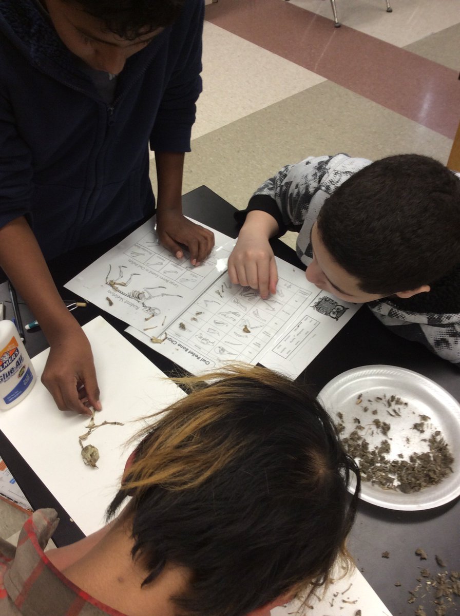 HMS_SocialMedia's tweet photo. HMS 6th grade students dissecting the owl pellets in science. https://t.co/J7rcsmIaX9