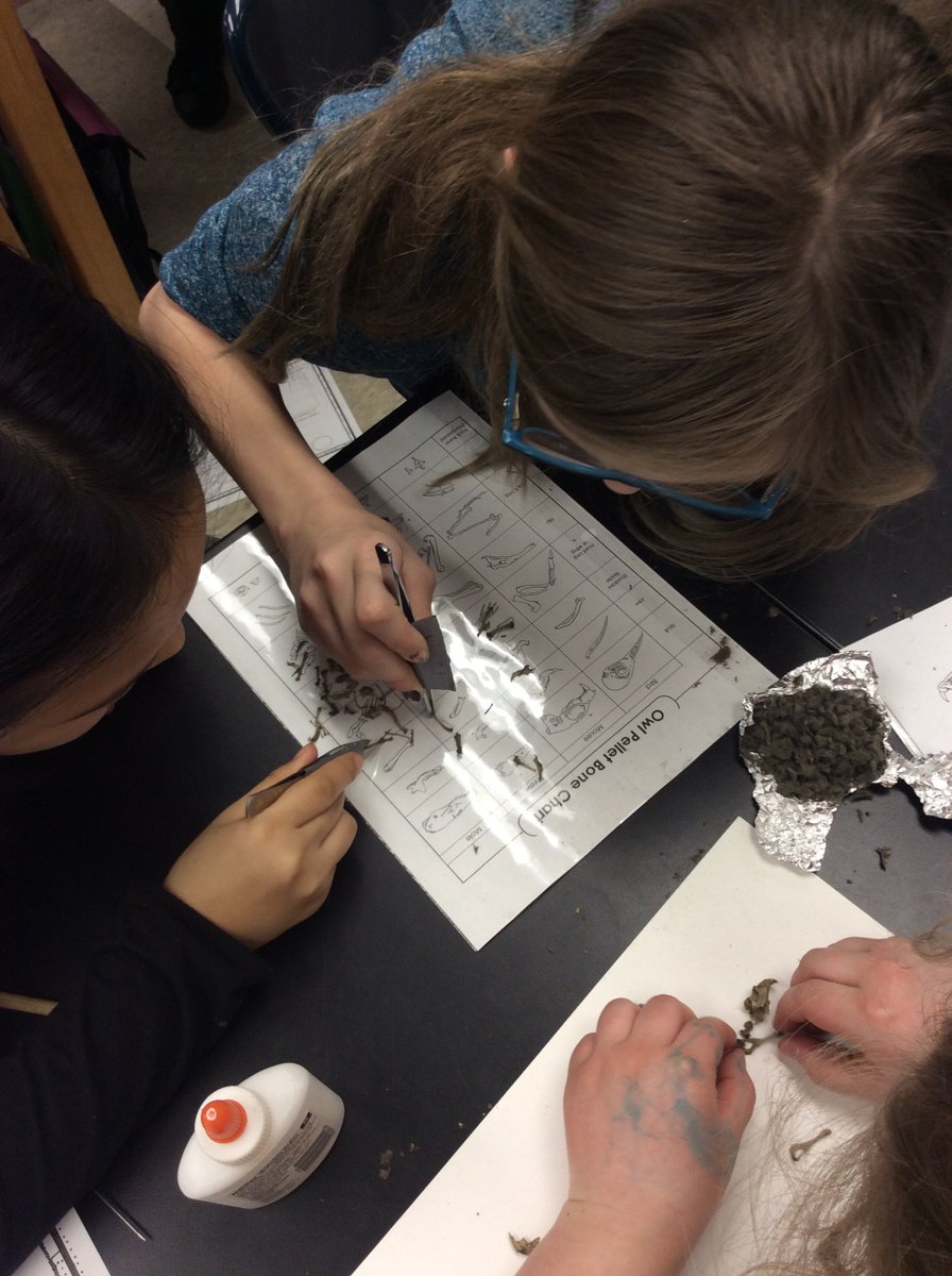 HMS_SocialMedia's tweet photo. HMS 6th grade students dissecting the owl pellets in science. https://t.co/J7rcsmIaX9