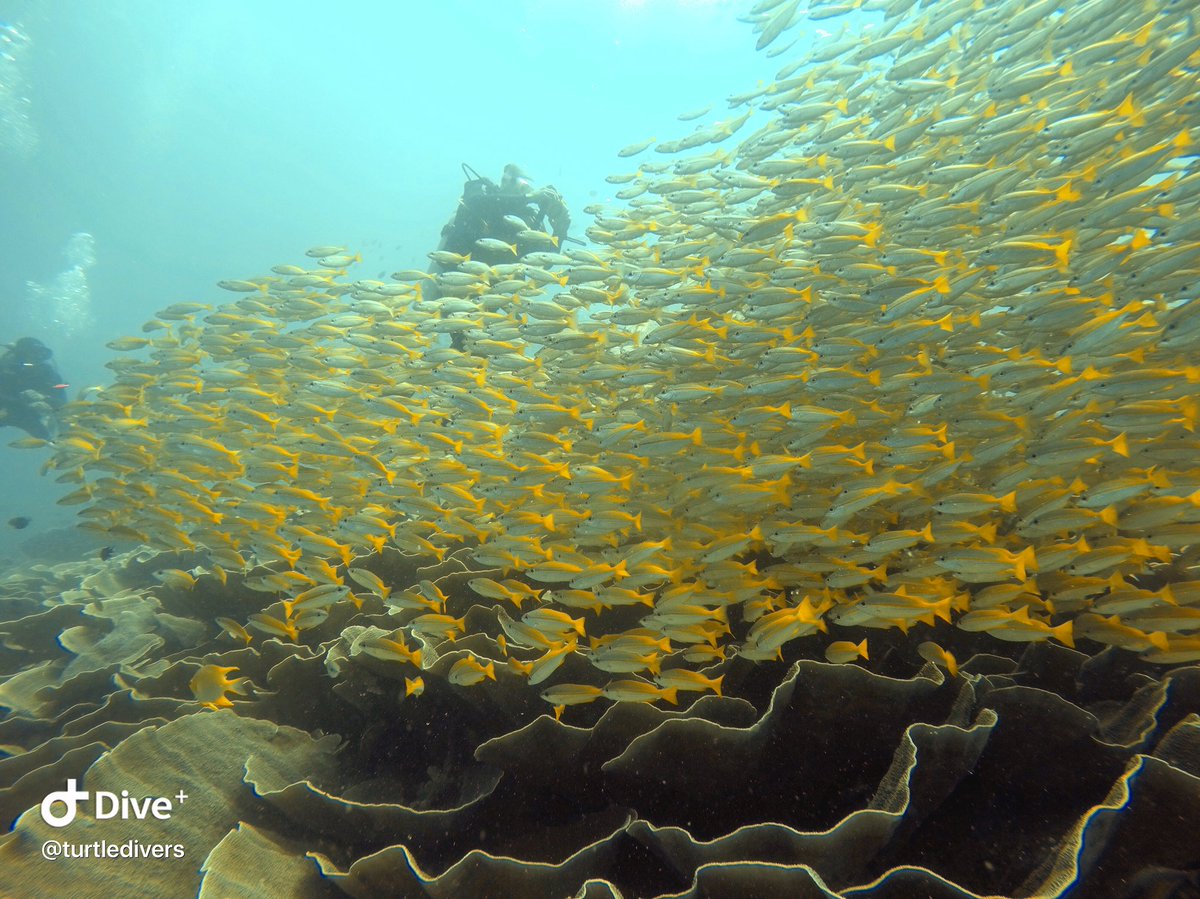 scuba_elnido's tweet photo. Diving in El Nido is world class. See clearly why it is one of the Best dive sites in the Philippines. Learn diving with #TurtleDivers
#dive #ElNido #Worldclass #Padi
#underwater #underwaterphotography #GoPro #GoProHero4 #School #fishschol #YellowSnapper https://t.co/ffqG4he1NV