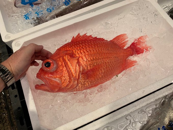エビスダイの特徴 見分け方 写真から探せる魚図鑑