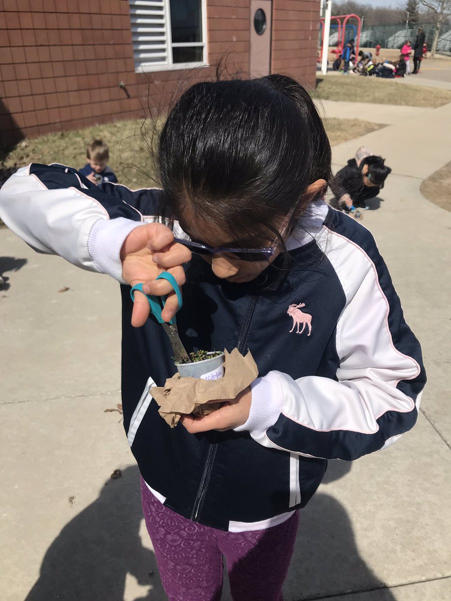 hartmus1stgrade's tweet image. Enjoying the great outdoors and “mowing” the lawns that we grew in science class! Kids wondered what will happen next: Will the alfalfa or the ryegrass grow back? Or will they die? 🌱 🤔 #NoviPride #FOSSScience
