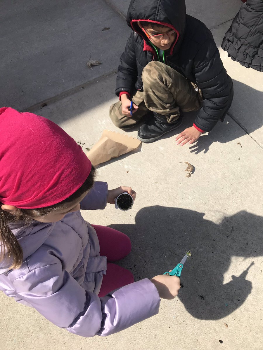 hartmus1stgrade's tweet image. Enjoying the great outdoors and “mowing” the lawns that we grew in science class! Kids wondered what will happen next: Will the alfalfa or the ryegrass grow back? Or will they die? 🌱 🤔 #NoviPride #FOSSScience