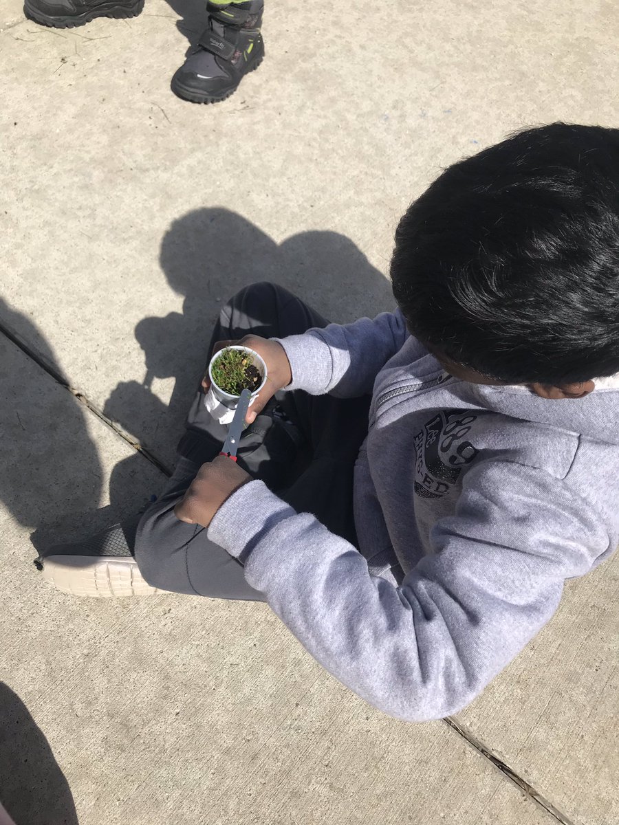 hartmus1stgrade's tweet image. Enjoying the great outdoors and “mowing” the lawns that we grew in science class! Kids wondered what will happen next: Will the alfalfa or the ryegrass grow back? Or will they die? 🌱 🤔 #NoviPride #FOSSScience