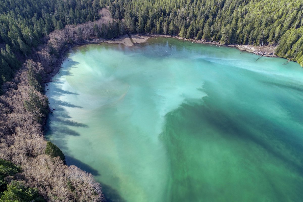 HakaiInstitute's tweet photo. #Herring have continued to #spawn, turning the waters of Safety Cove to milk. But why THAT cove THIS year? Our scientists have been keeping track of spawn locations since 2013 to tease this question apart. Explore: https://t.co/UvzL9lnxFb 

Pics @KHinc @HakaiGeospatial https://t.co/A0g46JKnRq