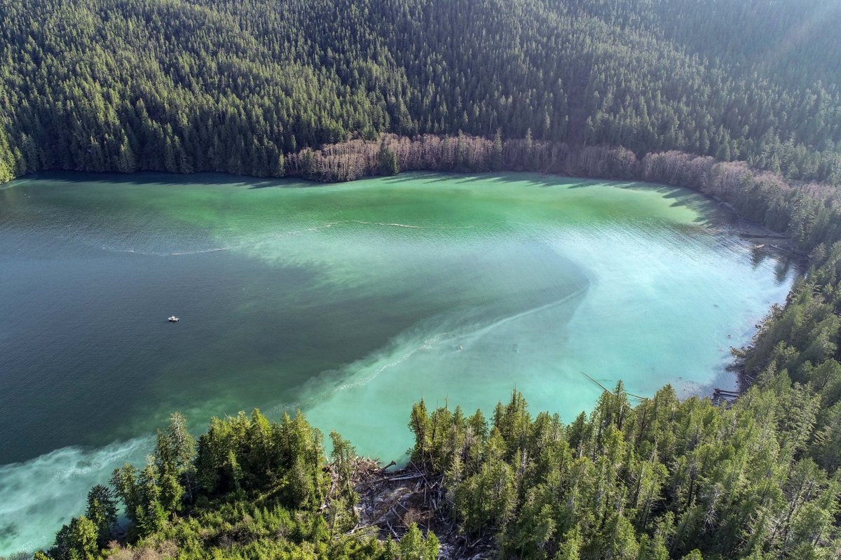 HakaiInstitute's tweet photo. #Herring have continued to #spawn, turning the waters of Safety Cove to milk. But why THAT cove THIS year? Our scientists have been keeping track of spawn locations since 2013 to tease this question apart. Explore: https://t.co/UvzL9lnxFb 

Pics @KHinc @HakaiGeospatial https://t.co/A0g46JKnRq