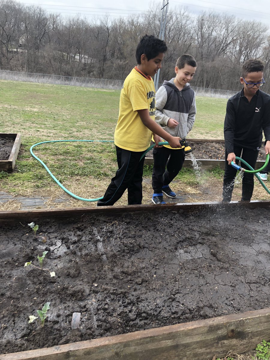 betsylawrence82's tweet photo. Look at our garden grow! #allforcomanche @Buffaloes_SMSD #kcgardens https://t.co/aUB0gemzyi