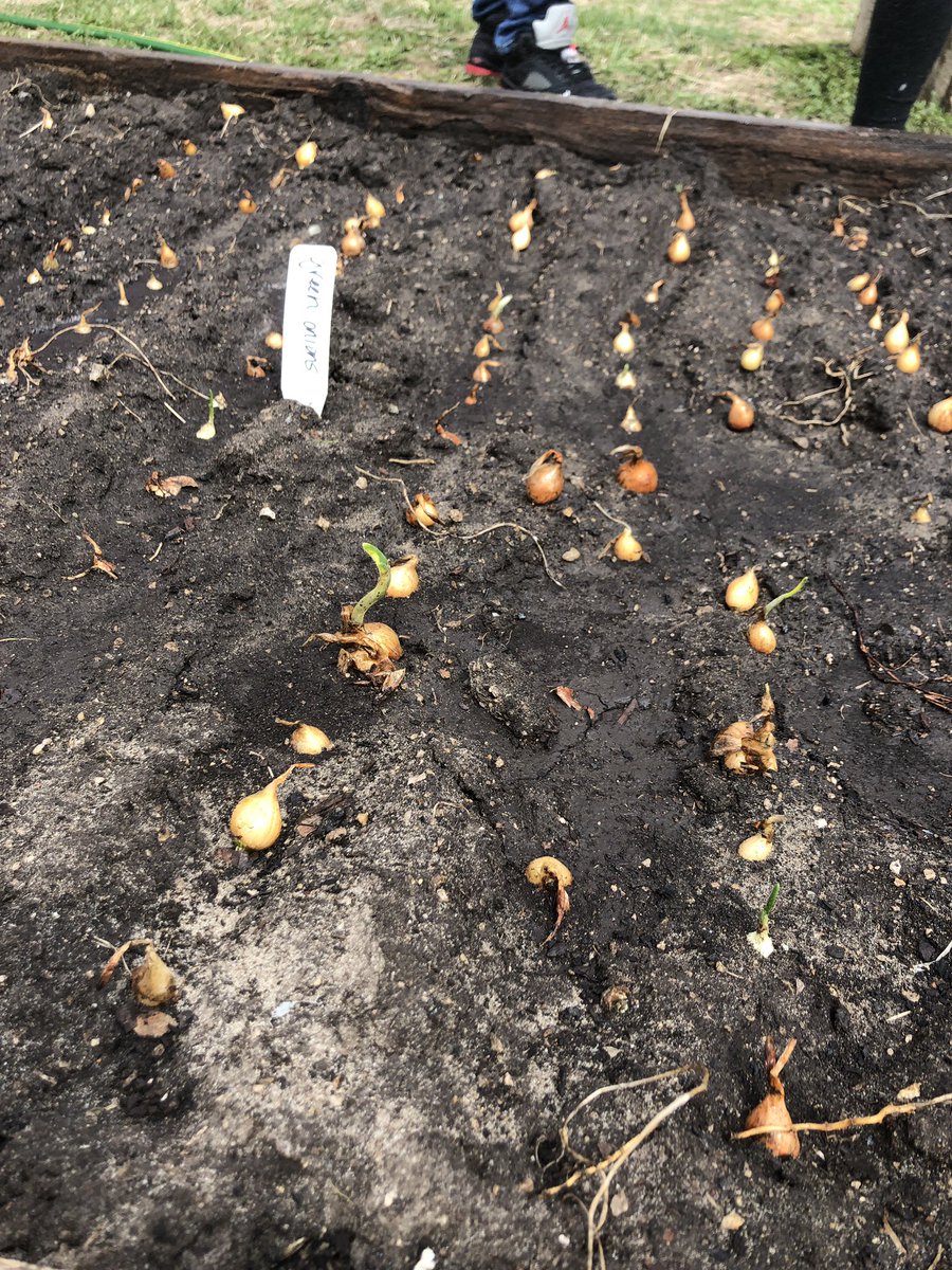 betsylawrence82's tweet photo. Look at our garden grow! #allforcomanche @Buffaloes_SMSD #kcgardens https://t.co/aUB0gemzyi