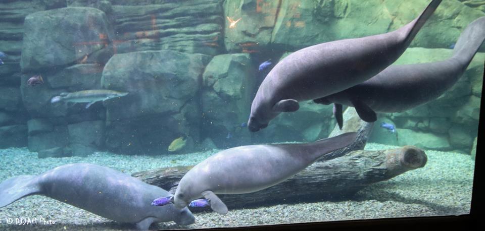 Our orphaned manatees Miles, Pippen, Matthew & Daphne will return to native FL waters after their rehab at the Cincinnati Zoo is complete! The FL manatee was  recently downgraded from endangered to threatened & is at risk from natural & man-made causes #ManateeAppreciationDay