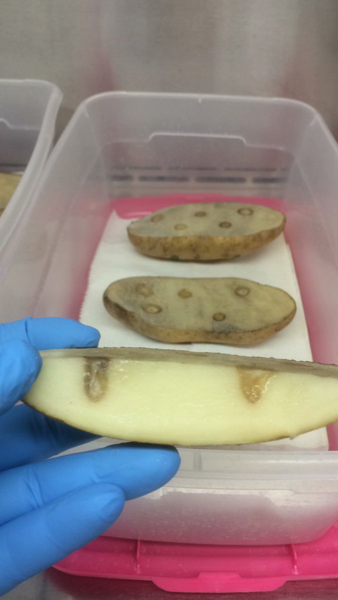 AmMainello's tweet photo. Look what these bacteria can do in just 24hr! 🤢#plantpathology #potato #softrot https://t.co/oFtci0riQc