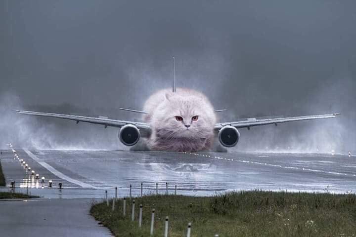 eubbado's tweet photo. Meu gato quando me vê pegando o saco de ração https://t.co/jstqZTeDiu