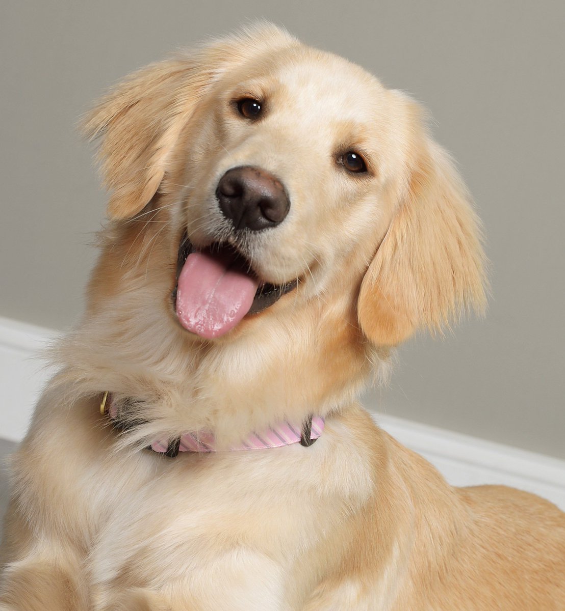 cpplibrary's tweet image. National Library Week is coming up from April 8-12; we are having Therapy Dogs over to help with Midterm’s stress. We even have new therapy dogs! Check out the full schedule: tinyurl.com/cppnlw2019
#CPP #CPPLibrary #NLW #NLW2019 #NationalLibraryWeek