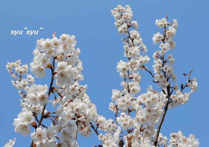 シュウ さくらんぼの花 です 桜 とは バラ科サクラ属の落葉樹の総称で さくらんぼ は バラ科サクラ属の果樹ミザクラの果実です 食用の品種は セイヨウミザクラ が代表種のようです ソメイヨシノ は まだ つぼみです