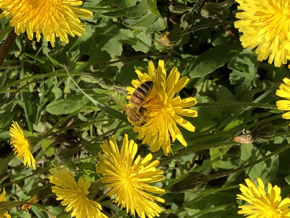 Pollen8Cymru's tweet photo. Disappointed to see @VOGCouncil mowing down hundreds of dandelion on school grounds today..  could have saved money and helped #pollinators if it was left to grow longer 🐝#MowLess #HelpBees #HelpPollinators ☘️🌼🌺🌸🌼☘️ https://t.co/OaPGxbX3cG