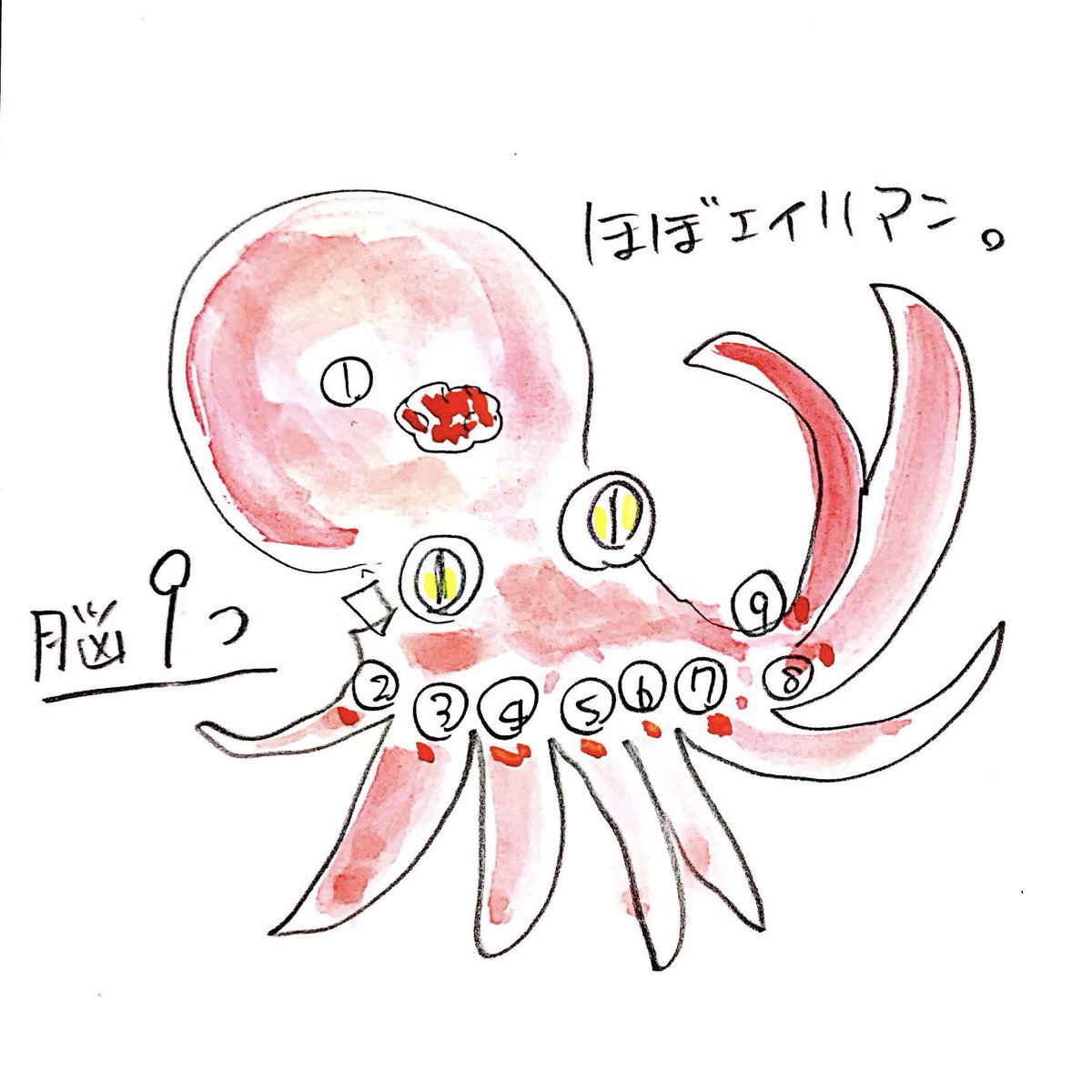 タコは足8本 心臓3つに脳9つ さかな四コマ タコ うおにい さかなのおにいさん かわちゃん のイラスト
