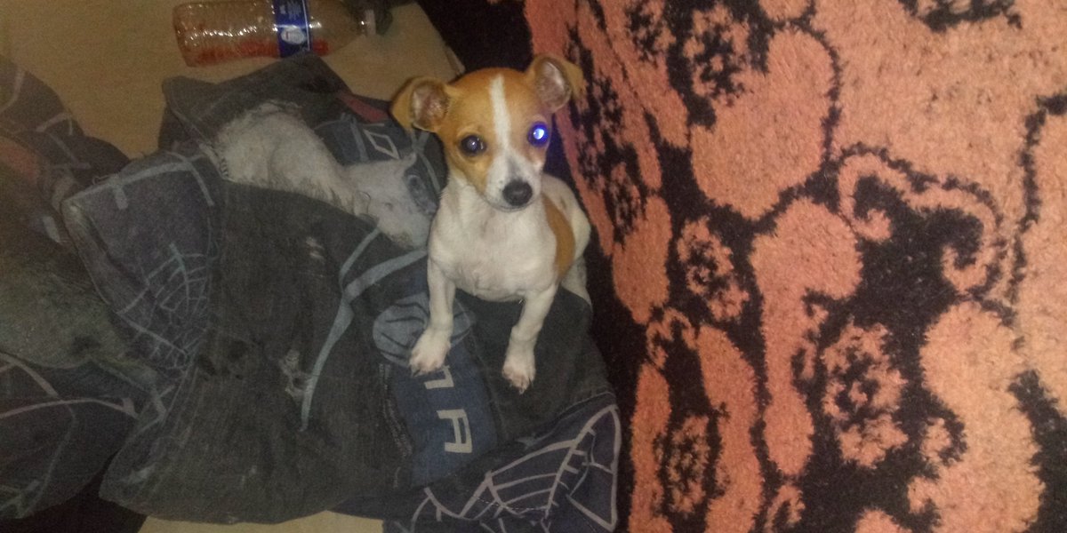 mrSpringtrap34's tweet image. Isn't he adorable, you know he looks like sans from undertale.