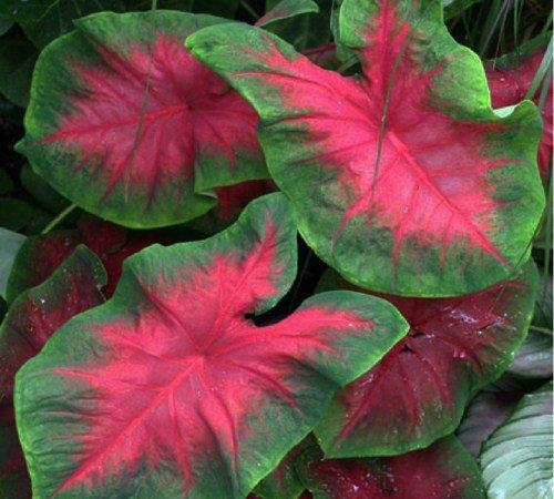 GardensMB's tweet photo. Please join us for a presentation on Elephant Ears and other plants from the aroid family that can create a lavish, tropical touch to your garden.

Date: April 1, 2019
Time: 7:00 PM
Location: 188 Worthington Ave, Winnipeg

Register Today at: https://t.co/SeTwwp6b8n https://t.co/dPO1GajdTB