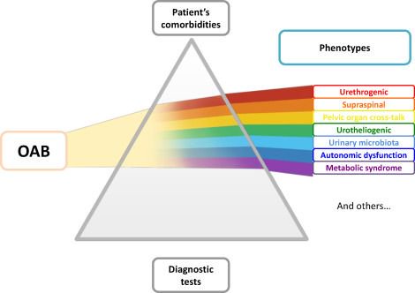EUplatinum's tweet photo. A Comprehensive Review of Overactive Bladder Pathophysiology: On the Way to Tailored Treatment https://t.co/ZSusE7kWaR @BPeyronnet https://t.co/uxNHjLzWMe