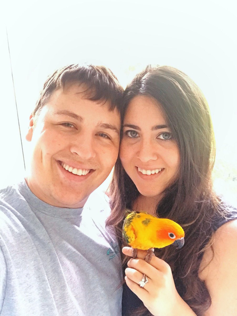 tikitheparrot's tweet image. My family 💛🦜 #SunConure #Parrot #Birb