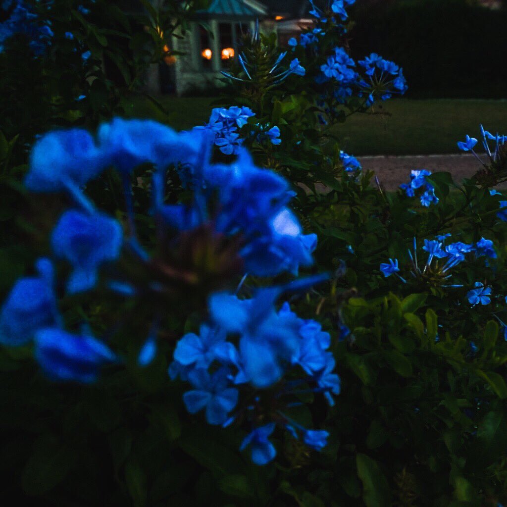 contrasst_'s tweet photo. You’re dead to me 💙

#photography #outdoorphotography #nightphotography #youredeadtome #kaliuchis https://t.co/9oEfXrMd7I